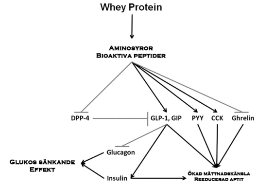 Whey proteinets effekter på Diabetes typ 2